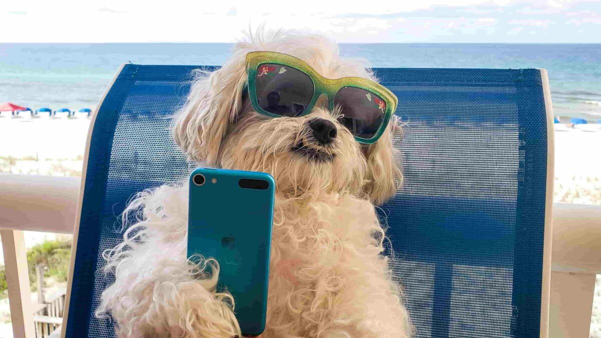 dog with sunglasses selfie