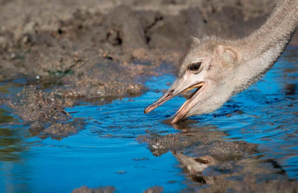 ostrich drinking and getting beak wet