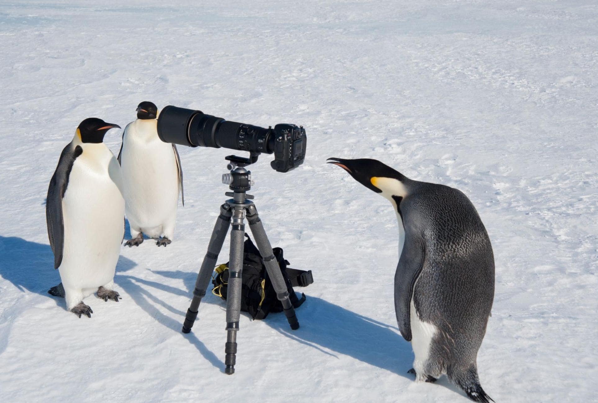 penguins with camera