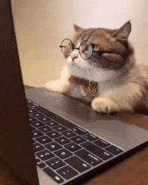 cat typing on computer 