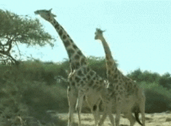 crazy giraffes hitting each others necks