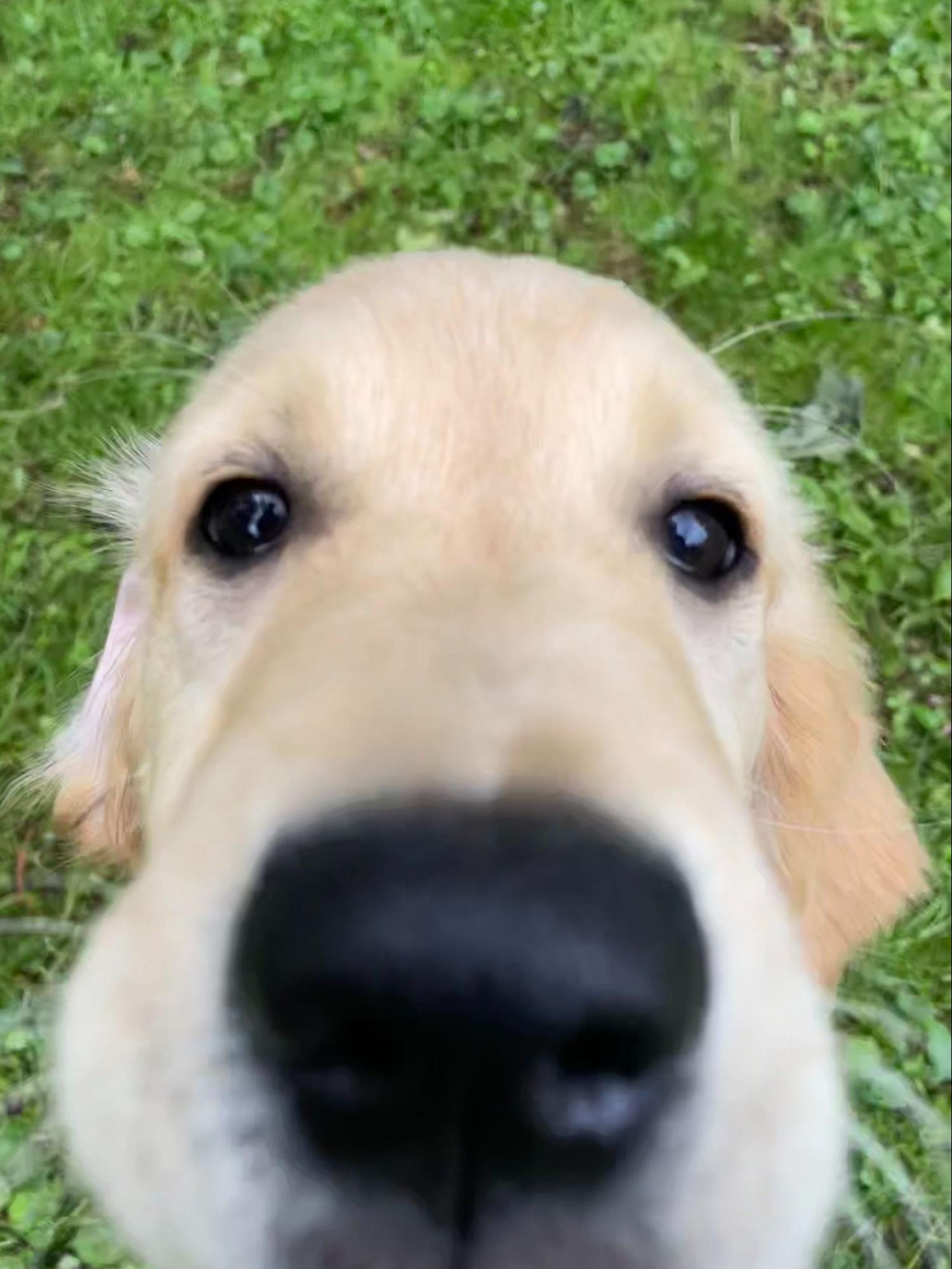 golden retriever selfie