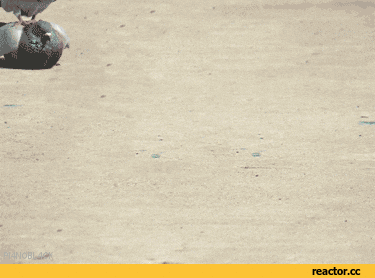 pigeon riding another pigeon like a skateboard